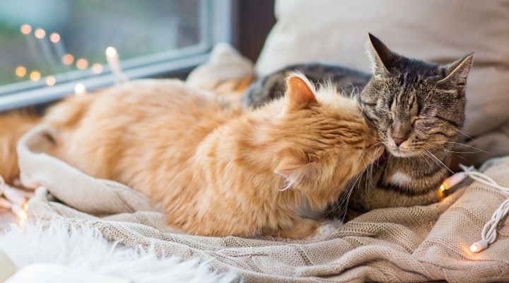 Cats