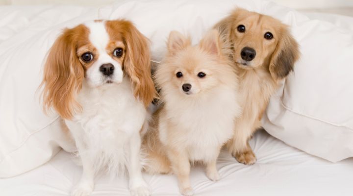 Dogs